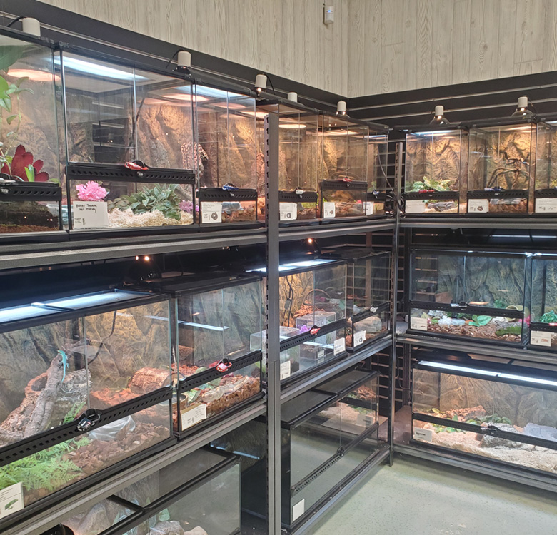 snake discovery reptile room tour